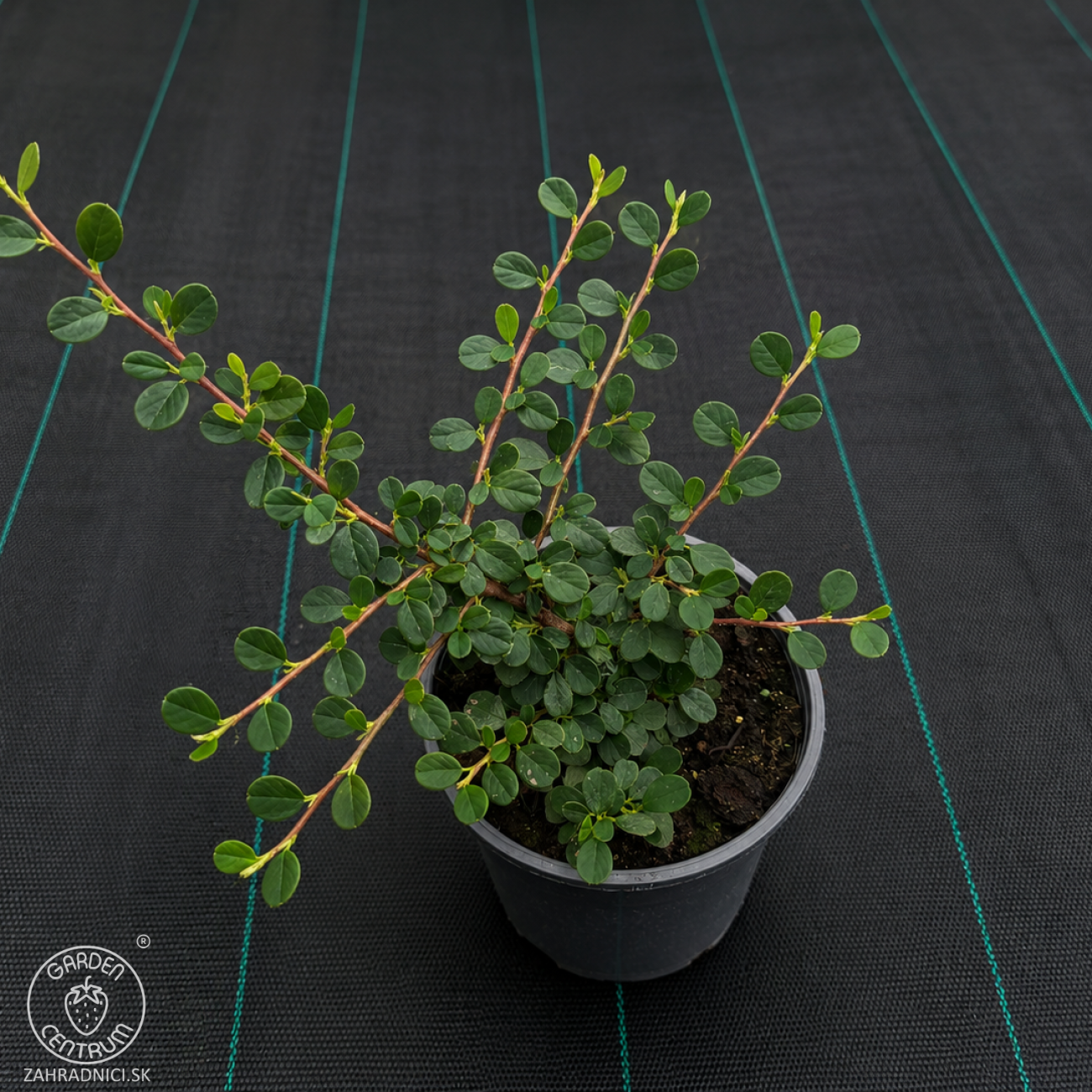 Obrázok Skalník drobnolistý (Cotoneaster procumbens) ´QUEEN OF CARPET´ - výška 10-15 cm ⌀ 10-20 cm, kont. C2L